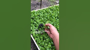 Hoa Cúc Giống Khánh Hòa A Nhàn Khu A Long Thư & Hoàng Dẹo 11/5/2025 ÂL Đại Đóa Pha Lê  Hàng Xuất B N