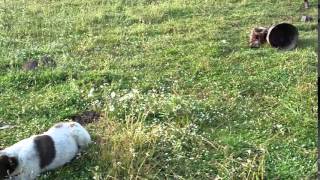 Armenian Gampr pups playing in camp Armenian Gampr Dogs At Play