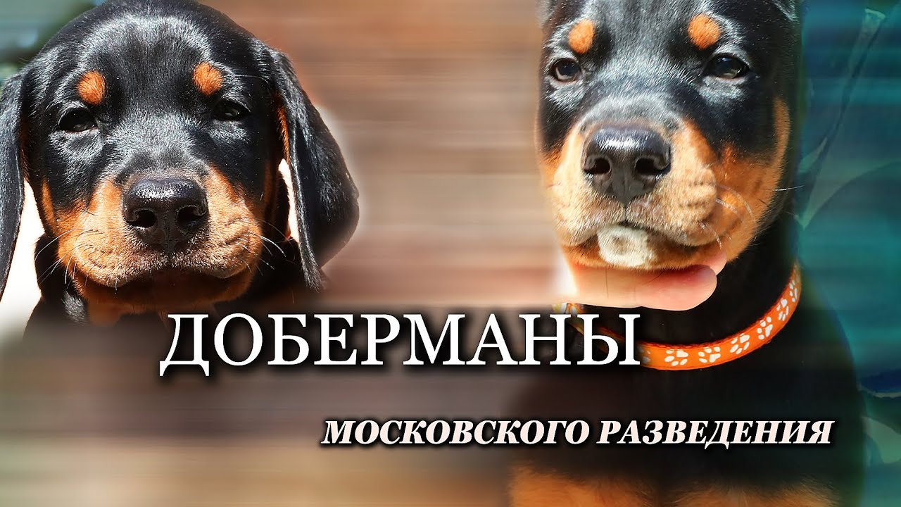 Щенки добермана в Москве и Московской области. Питомник доберманов Lord Svarog.