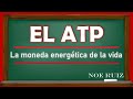 Adenosín trifosfato/ATP, bioenergética, reacciones exergónicas y endergónicas | Bioquímica