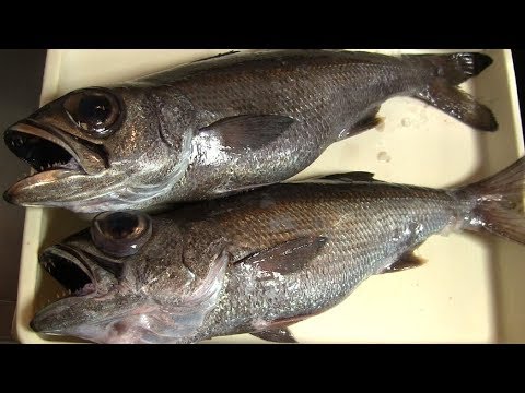 魚 とてもおいしいクロムツ 旬はいつ おいしい食べ方は