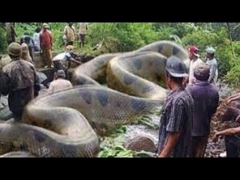 Video: Nyoka wa anaconda ni hatari?