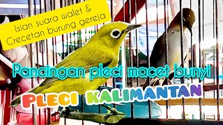 pleci kalimantan isian suara walet & cerecetan burung gereja