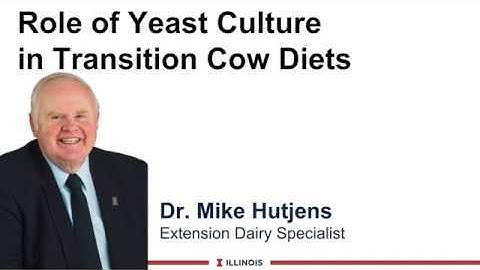 Role of Yeast Culture in Transition Cow Diets