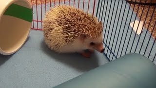 How to Stop your African Pygmy Hedgehog from Hibernating