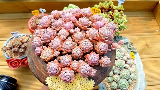 (ENG)다육이 초보가 꼭 알아야할 다육식물 선택 꿀팁!! What Types of the Succulents Should I Buy? (多肉植物)(たにくしょくぶつ)