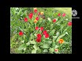 Чарівне весняне квітування... 13.04.2024