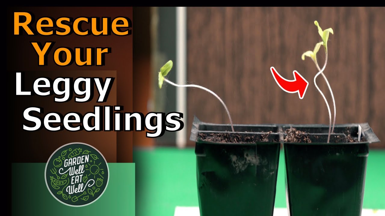 ИСПРАВЬТЕ длинноногие саженцы с ПОЛНЫМ УСПЕХОМ! Не начинайте сначала и не пересаживайте... Просто...