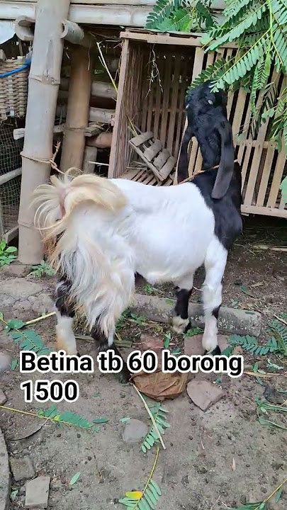 Download lagu monggo bosssku wa 081231373225 #masukberandayoutube #youtubeshorts