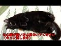 ひっくり返る黒猫がキュってなってけりけりしてもう、え？どういうこと？