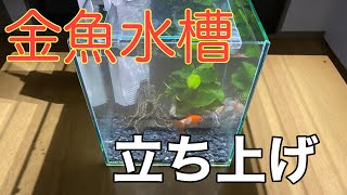 【更紗琉金】金魚水槽を立ち上げました。GEXキューブ水槽