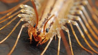 reasons for centipedes in house 1