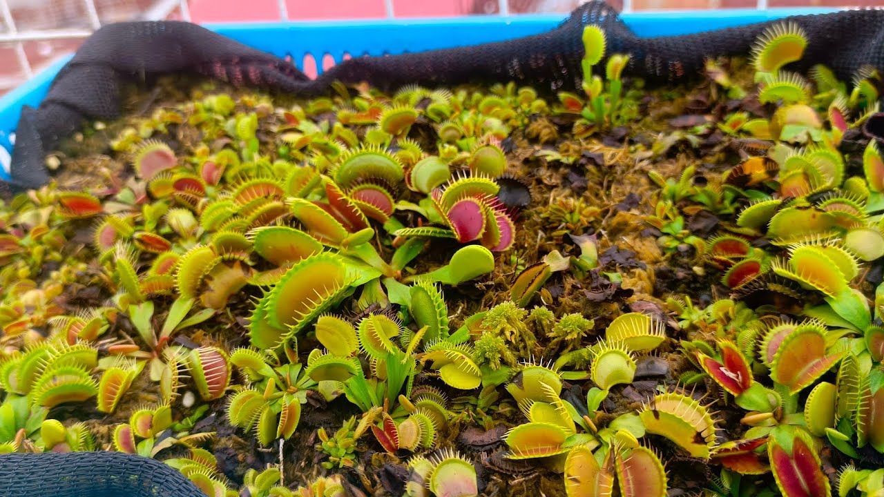 Usapang Seed grown/ Typical Venus Fly Trap. 