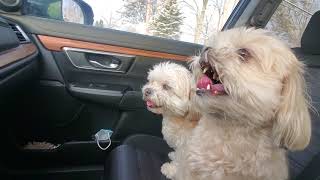 Oliver and Mochi snowy car drive