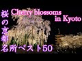 京都・桜の名所ベスト50(The 50 best places to see Cherry blossoms in Kyoto)