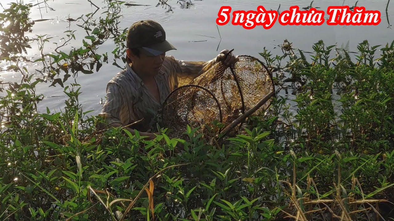 Thăm Lại Dàn Lờ Sau 5 Ngày Bỏ Quên , Trúng Một Thau Đầy Cá