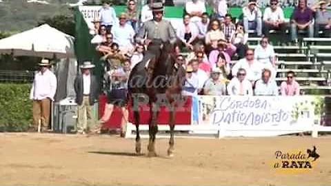 Rafael arcos campeonato de espaa 2016