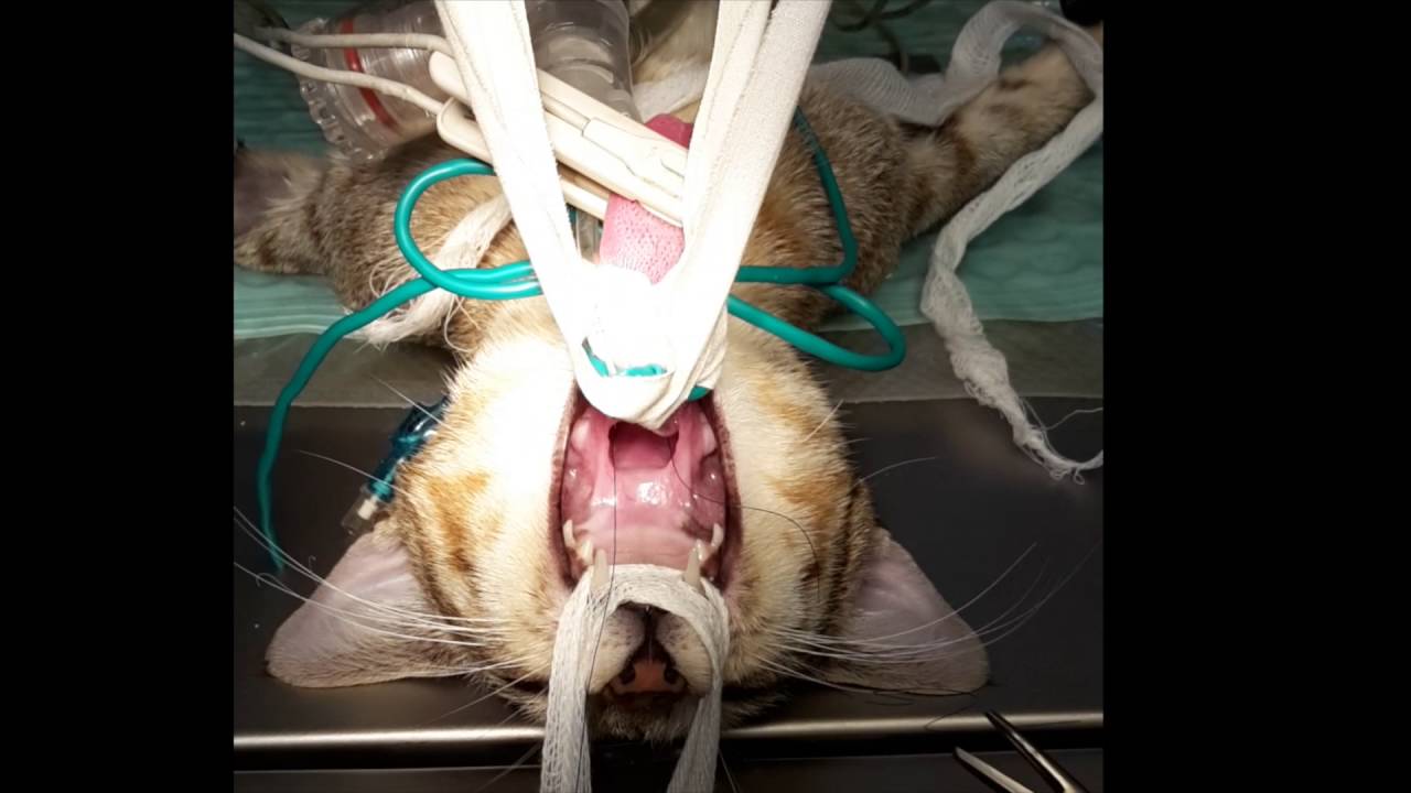 Polipo rinofaringeo nel gatto Nasopharyngeal polyp in a cat YouTube