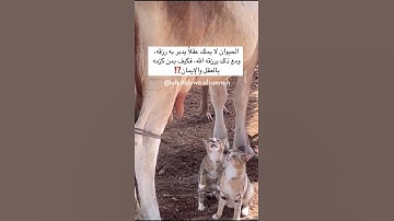 وما من دابة في الأرض إلا على الله رزقها || القارئ ياسر الدوسري