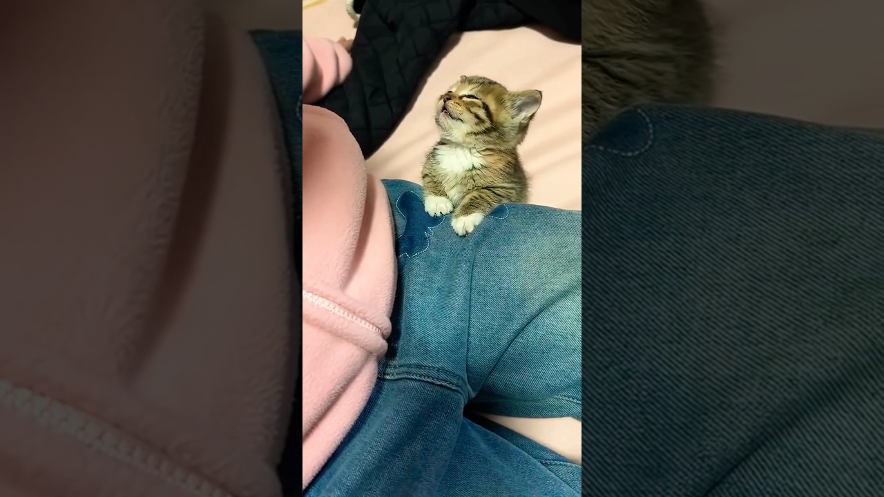 The Sleepy Side of Kittens: Cute Deep Sleep Moments 🐱 #catlovers