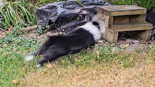Rabbit runs away