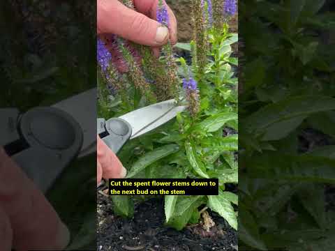 Video: Speedwell Bitki Qulluğu - Speedwell Çiçəklərinin Yetişdirilməsi üçün Məsləhətlər