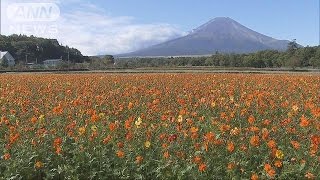 500万本のキバナコスモス満開　オレンジ色鮮やか(15/10/04)