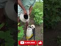 పత్తి పంటలో కలుపు నివారణ | Weed Control In Cotton Crop