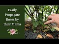  90 success rose propagation method  create roses near their mama