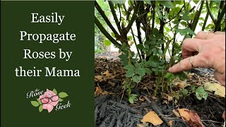 🌹 90% Success Rose Propagation Method - Create Roses near their Mama