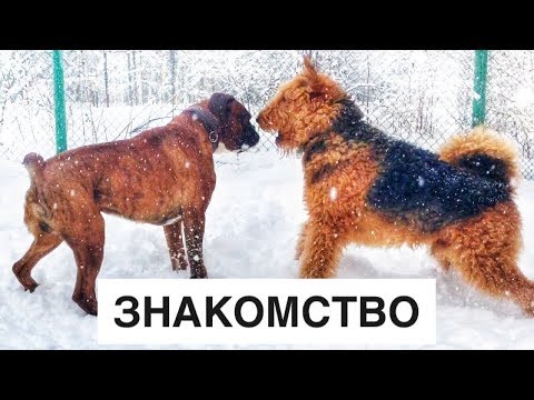 Боксер и эрдельтерьер Опасное знакомство