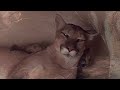 Wild Cats And The Struggle For Survival In North America
