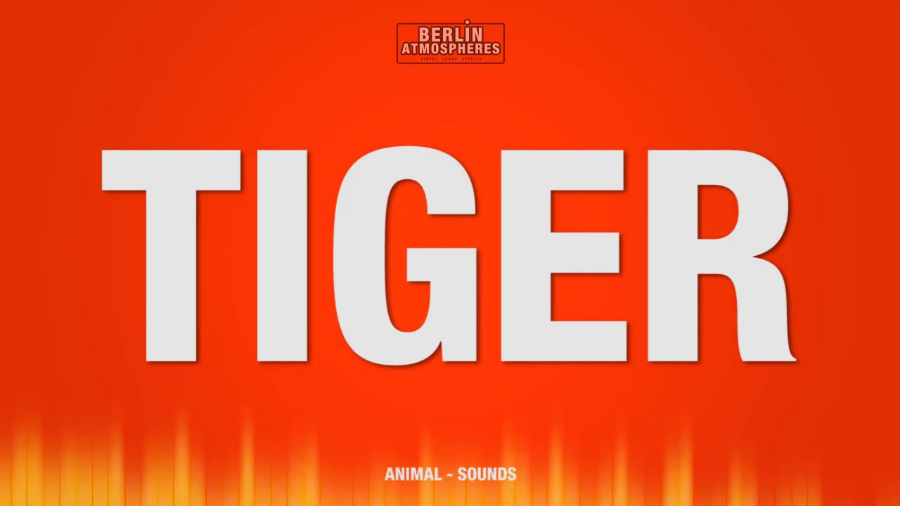 Tiger - SOUND EFFECT - YouTube