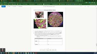 BIO 113 Walk-through Microscopy
