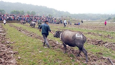 Lễ Hội Lồng Tồng - Nét văn hóa đặc sắc của dân tộc Tày huyện Ba Chẽ