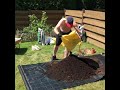 Planting three grapes trees