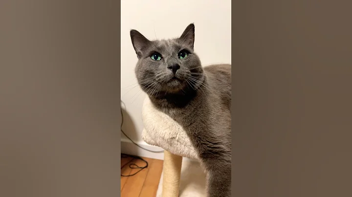 Video 11002631: cat kitty cutecat pets, kitty pet cutecat funny, cat pets cute kitty, gorgeous cat, cat blue eyes