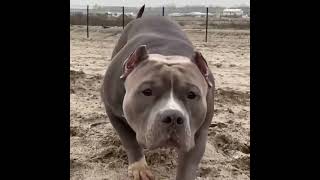 I am coming to you 😈 | Pitbull dogs #shorts #viral #dogs