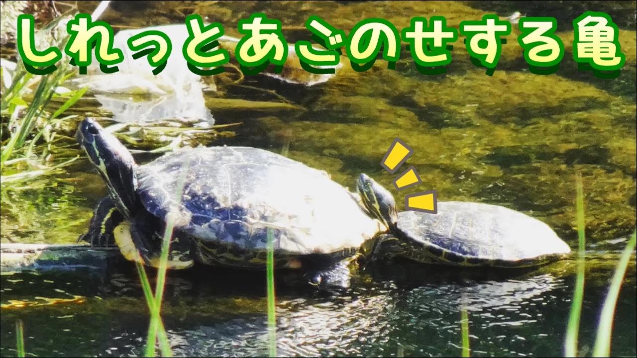 しれっと甲羅にあごのせする亀が可愛い ミドリガメ ミシシッピアカミミガメ Cute Red Eared Sliders Basking In The Sun 日光浴 甲羅干し Youtube