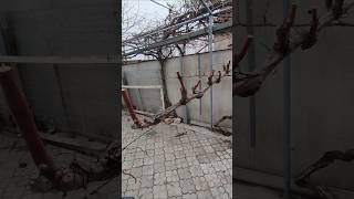 29 декабря 2024 г. Осенняя обрезка винограда