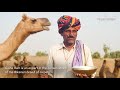 Role of mr genaram raika in conserving bikaner camel breed in rajasthan india