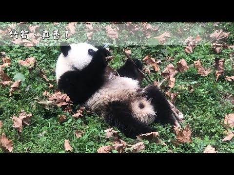 《熊貓早晚安》奶媽用竹筍逗熊孩子！| iPanda熊貓頻道