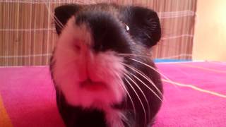 Mluvicí morče ... :-) .... guinea pig