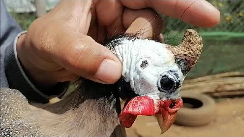 تحميل تحميل الدجاج الحبشي