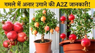 गमले में ढेर सारे अनार उगाने की A2Z जानकारी | Anar Kaise Ugaye | Pomegranate Tree Care in pot Hindi
