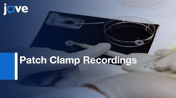 Patch Clamp Recordings from Mauthner Cells | Protocol Preview
