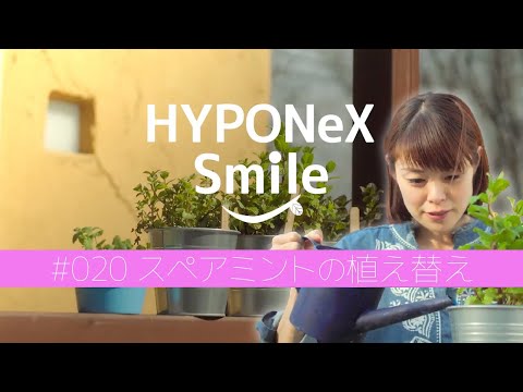 0 スペアミントの植え替え ハイポネックススマイル Youtube