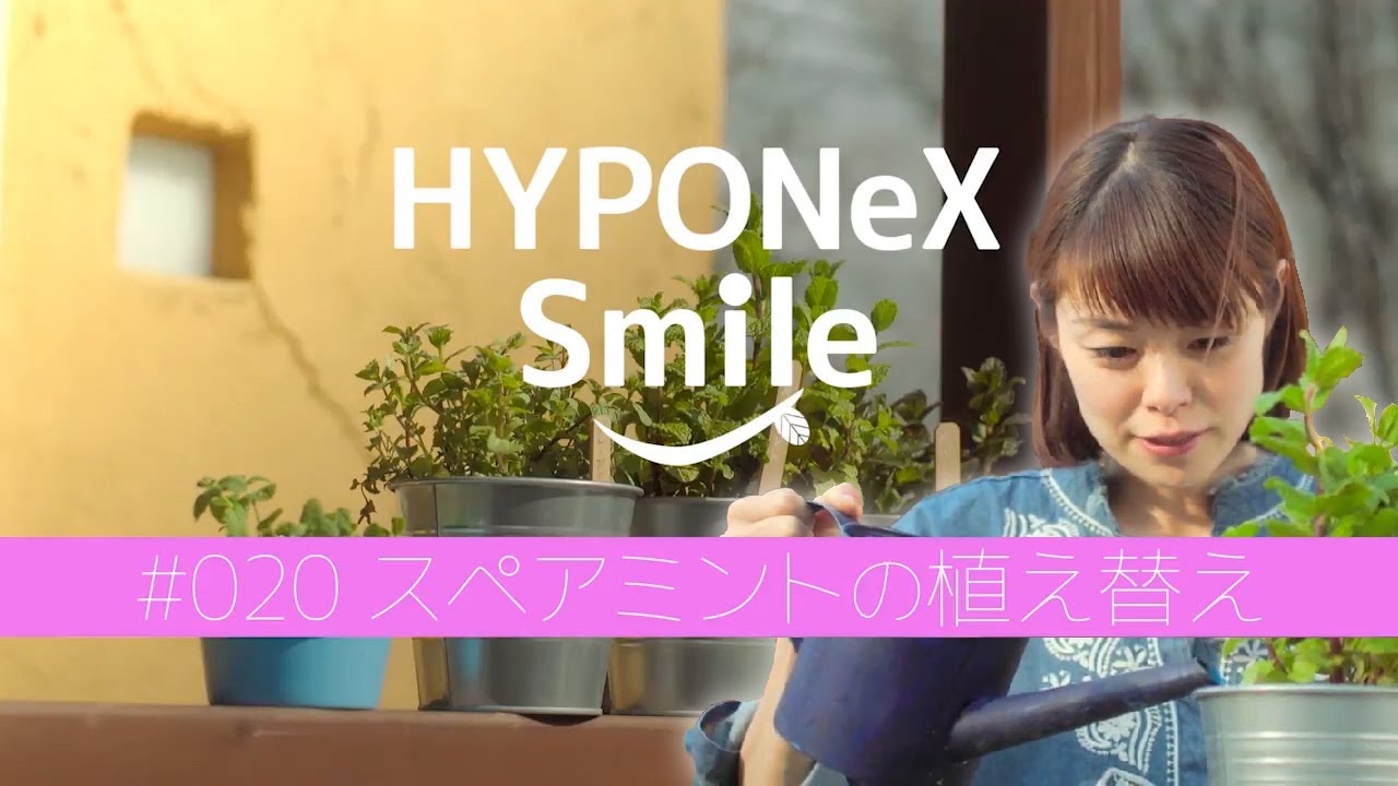 ミントの育て方 清涼感のあるミントを育てよう 注意点や栽培のコツ 植物とあなたをつなぐplantia