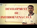 Development of Inferior Vena Cava