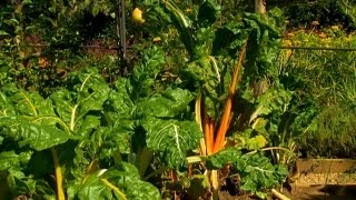 How to Grow Cabbage & Rainbow Chard | P. Allen Smith Classics